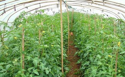 ���t����֦��Ҫע����Щ��헣�