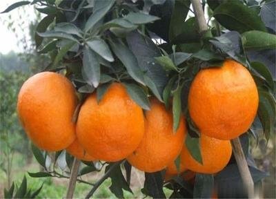 ���ٷNֲ�^������Ҫʩ����Щ������