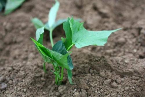 �_�������^һ�أ�ʩ�÷����a����