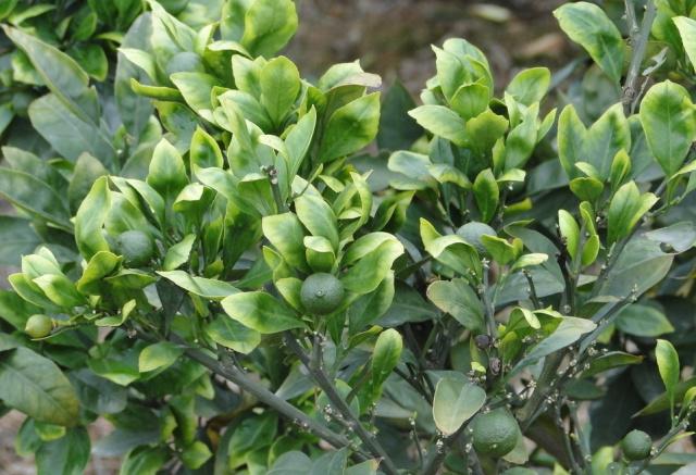 ����ʩ��΢������ʵĿƌW����