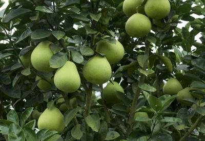 ����ʲô�r��Nֲ��������ô�Nֲ���ܸ߮a��