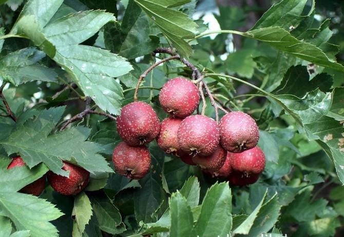 ���@��(y��ng)ԓ����ʩ�ʣ����@ʩ�ʵ�������