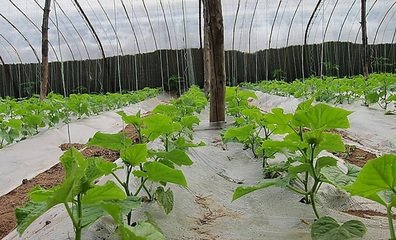 �����������Ч�����ӣ� ��ԓע��ʲô��