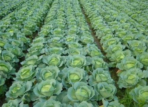 ¶�ظ��{����ʩ�ʑ�(y��ng)ע����Щ���}����������a(ch��n)����