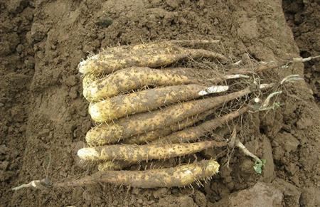 ɽˎ��ô�Nֲ��ɽˎ�Nֲ���g��