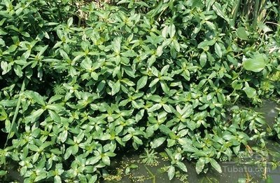 ����ɏ�Ӳ�Σ����������Щ������ɏ�Ӳݷ��δ�ʩ