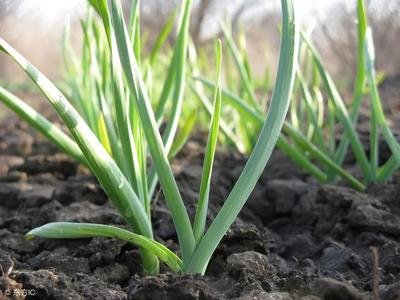 ����a(ch��n)���θߣ�����ʩ��Ҫע����헣�