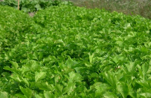 �۲���θ߮a(ch��n)����Ҫ�۲˵ĿƌWʩ��