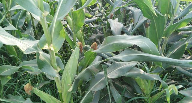 ��������ô�N�������׾����Nֲ������