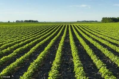 ������˽ⸯֲ�����ô����ֲ�����ʩ�÷�����