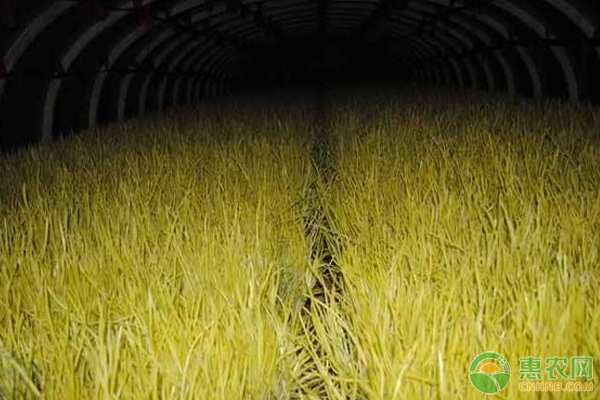 ���Sԓ��ηNֲ�����S�ĸ�Ч���༼�g����Щ��