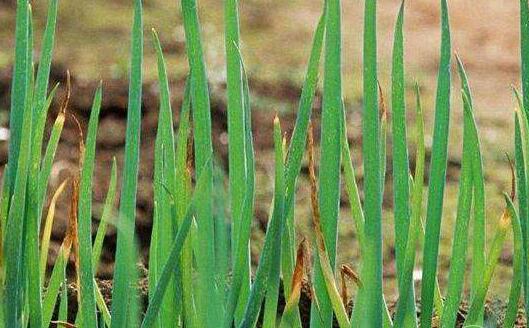 С�[��ô�Nֲ�a���ߣ�С�[�ķNֲС���ɣ�