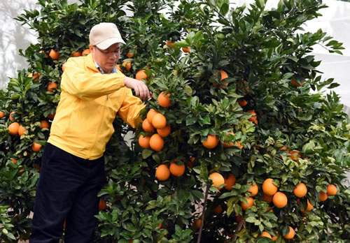 Ě�ȷNֲ���h������ЩҪ��Ě�ȷNֲҪ�c����Щ��