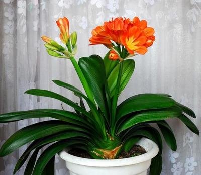 �����m�ĿƌWʩ�ʷ��������˽�᣿