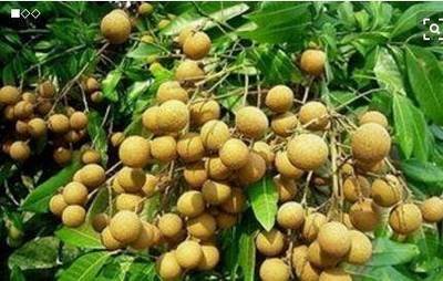 ���۵ķNֲҪ������Щ�����۵ķNֲҪ�c��