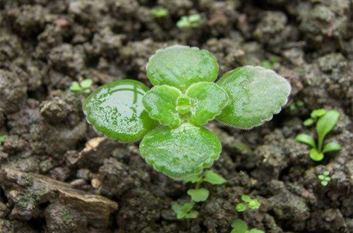 ����ʲô�r��Nֲ�����ɷNֲ������