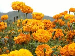 �ջ���ô�Nֲ���ջ��߮a�Nֲ���g��