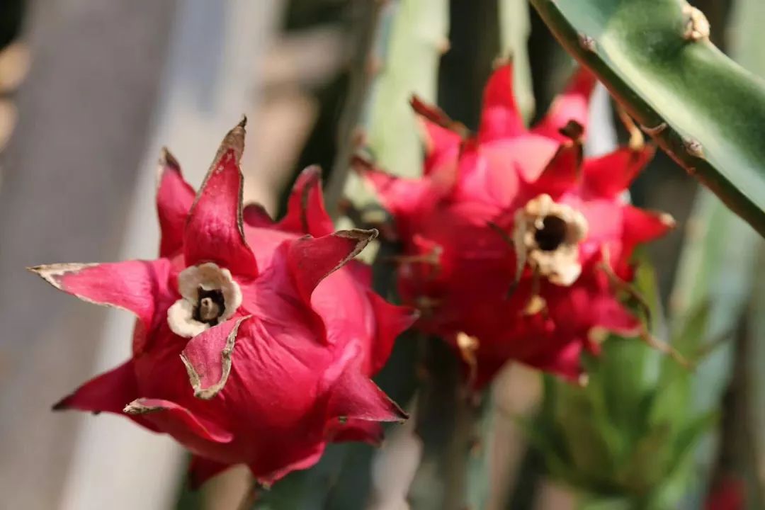 �������ԷNֲ�������᣿����������������g