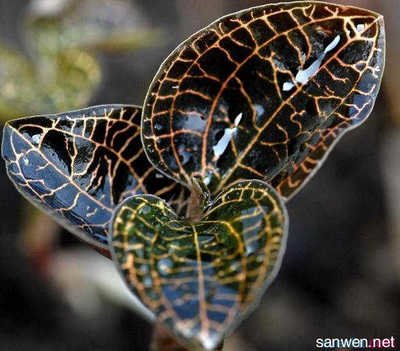 ��ɏ��ô�N����ɏ�Nֲ���g��