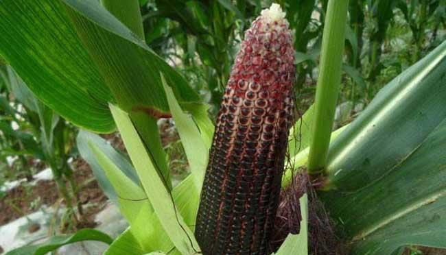 ��������ηNֲ�������׵ĸ߮a���༼�g