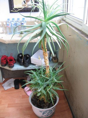 �����J�CҪ��ôʩ�ʣ������J�C��ʩ�ʼ��g