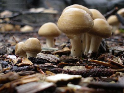 Ģ����ô׷�ʣ�Ģ���Nֲʩ�ʷ�����B