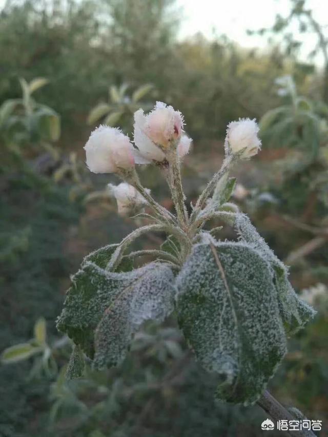 ����A(y��)����������ʲô�k�������ֲ��Ŀ���