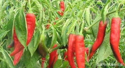 ���ӿ����߲����L����Ч��������