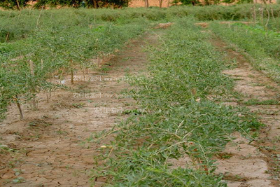 �hˮ�����S���ϲ�С���l�P���M��Uɢ������