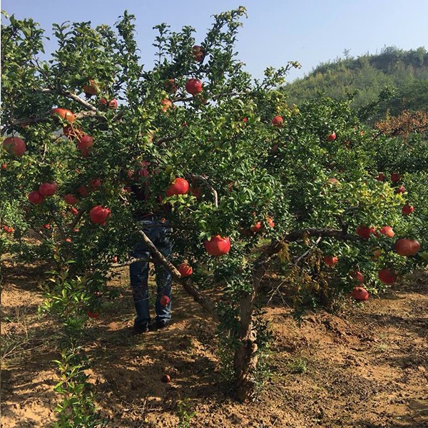 ʯ��ˮ�r�g��ʲô�r��ʯ�����N��ˮ���g���_��