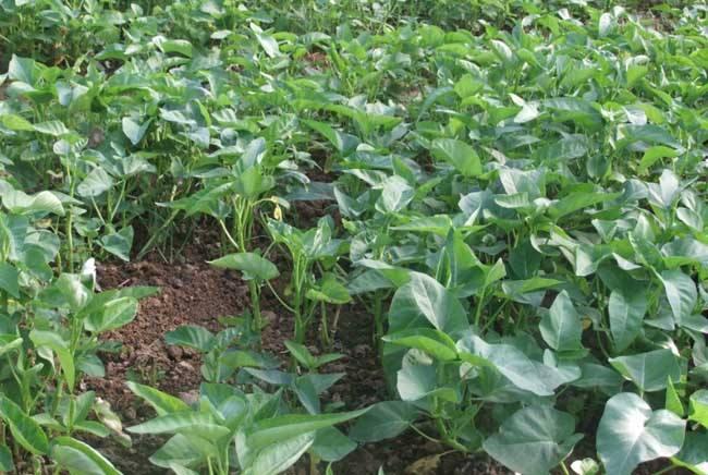 ���Ĳ���ôʩ�ʣ����Ĳ˵�ʩ�ʷ���