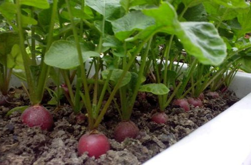 �����}�����ӷNֲ�������}���ķNֲ����