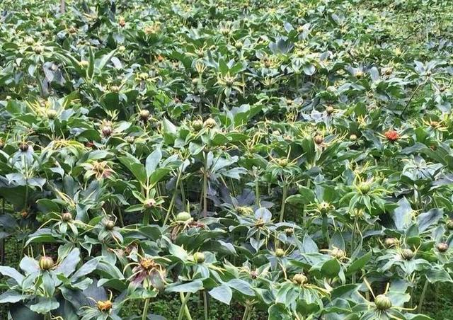  2020����ˎ�Ĵ����������a(ch��n)���g(sh��)ָ����Ҋ