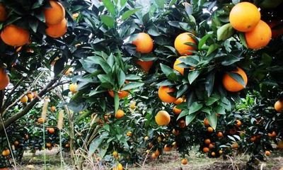 ����Ʒ�|��ʲô���½���