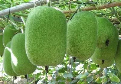 ������������Nֲ�������g