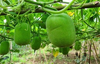 ����ʩ�ʷ���������ʩ��ע����헣�