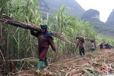 2020�������ᴺ�����a���gָ����Ҋ