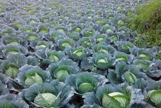 ���{ʩ�ʿ����Î��ȵķ��φ᣿