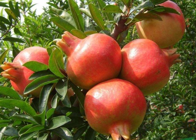 ʯ���ʩ�ʷ�����֪��ô��ʯ��ʩ�ʕr(sh��)�g�ͷ�����