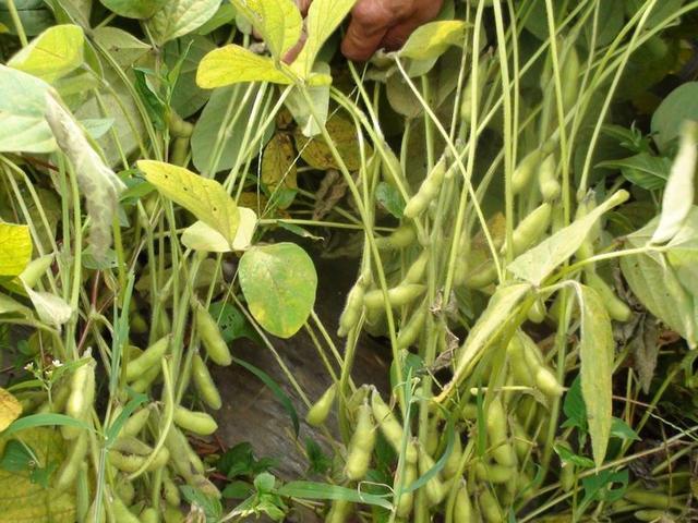 ���Ӱl�]̼��˷����Ч���ע�������