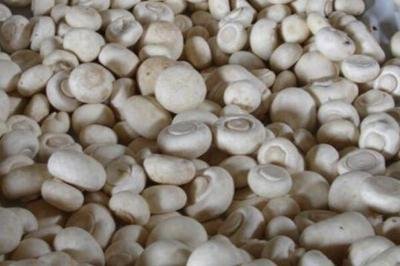 ��֪��Ģ����(y��ng)ԓ����ʩ��ô��Ģ��ʩ�ʼ��g(sh��)��