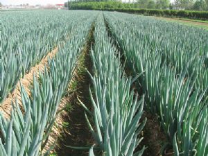 �Nֲ���[��ԓ����ʩ�ʣ����[ʩ�ʼ��g��