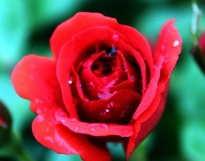 õ�廨��(y��ng)ԓ����ʩ�ʣ�õ�廨ʩ���g(sh��)��