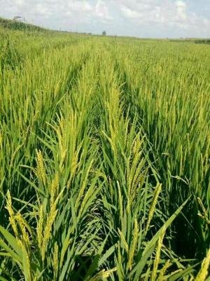 �ͺϷʵă��c��ʲô��ȱ�c����ʲô��