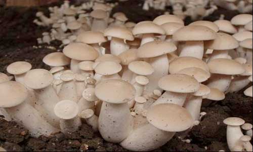 ʳ�þ���ԓ����׷�ʣ�ʳ�þ�׷�ʼ���