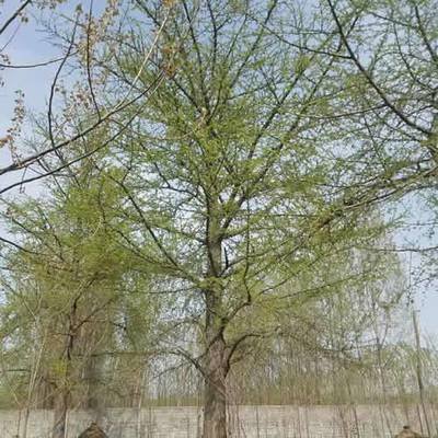 �ԷN�y�Ә䑪(y��ng)ԓ����ʩ�ʣ��y��ʩ�ʼ��g(sh��)��