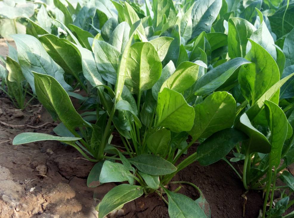 ���ˑ�(y��ng)ԓ���ӝ�ˮ�cʩ�ʣ����˵ĝ�ˮ�cʩ�ʼ��g(sh��)��