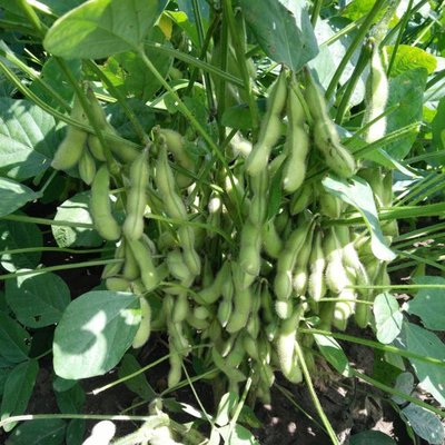 ë���߮aʩ����ô�k��ë��ʩ�ʼ��g��