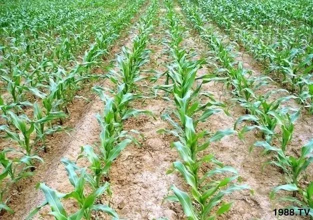 ����ʩ����ô�k���s�������ƷNʩ���·�����