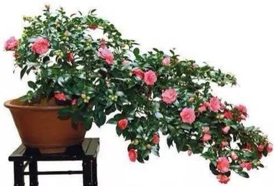 �軨�辰���ʩ�����軨�辰��ʩ�ʼ�������Щ